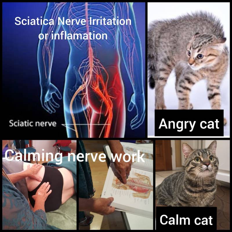 irritated sciatica, nerve inflammation, back pain, 